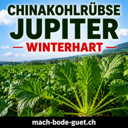 Chinakohlrübsen (Jupiter)