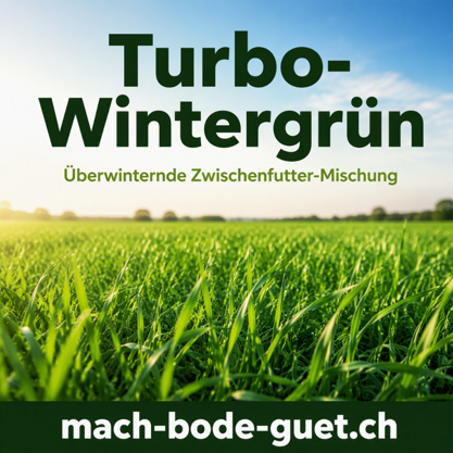 Steffen Turbo-Wintergrün