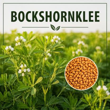 Bockshornklee 25kg