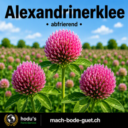 Alexandrinerklee  25kg Sack