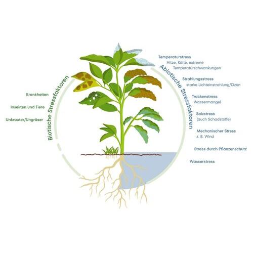 Boncrop Flow