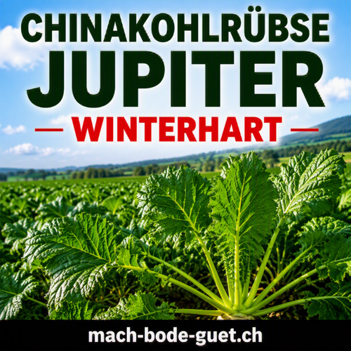 Chinakohlrübsen (Jupiter)