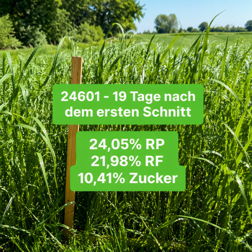 GreenStar Teff Gras – Trockentolerantes Zwischenfutter