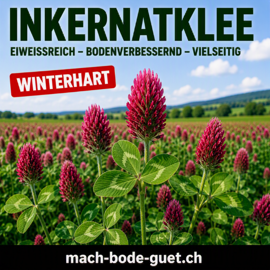 Inkarnatklee – Winterhart