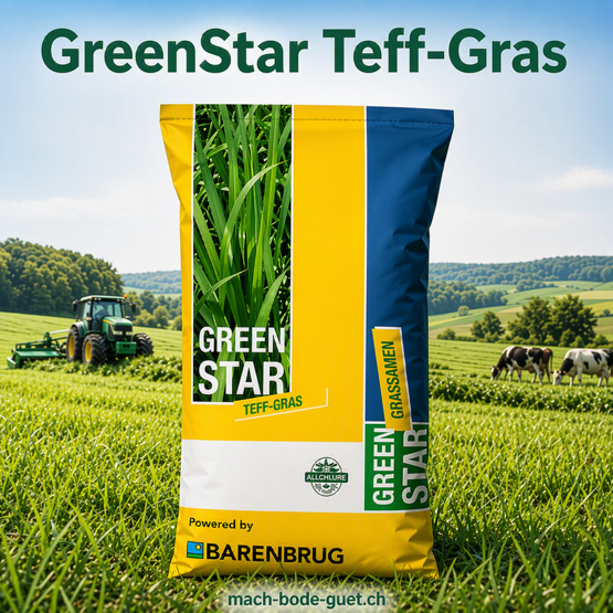 GreenStar Teff Gras – Trockentolerantes Zwischenfutter